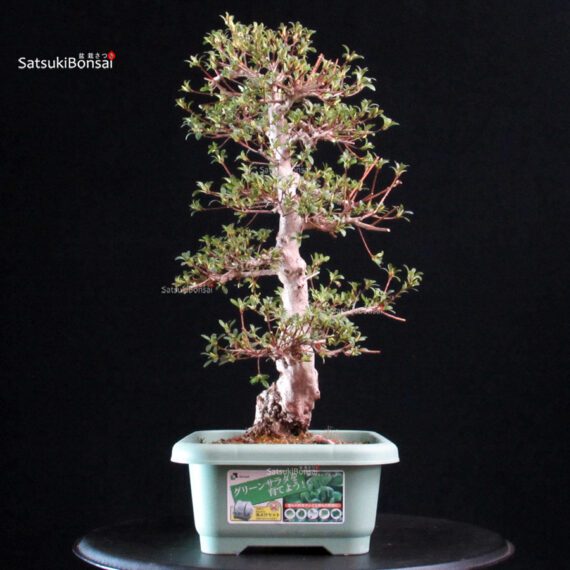 Azalea Satsuki HI-NO-MARU - immagine 5