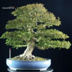 Azalea Satsuki KINSAI