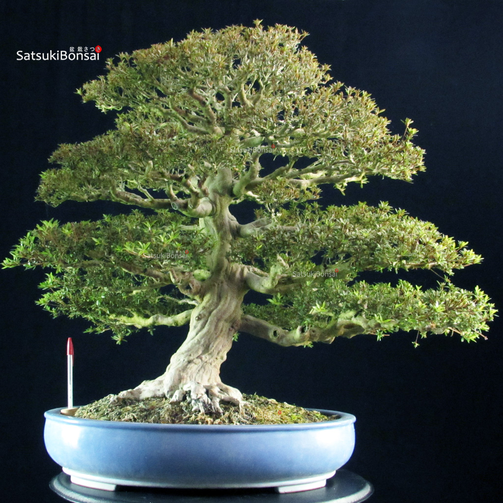 6515_1-Rhododendron Indicum Kinsai Azalea Satsuki KINSAI - immagine 1