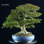 Azalea Satsuki KINSAI - immagine 5