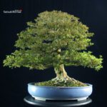 Azalea Satsuki KINSAI - immagine 4