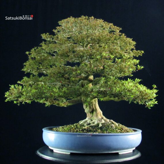 Azalea Satsuki KINSAI - immagine 4