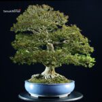 Azalea Satsuki KINSAI - immagine 3