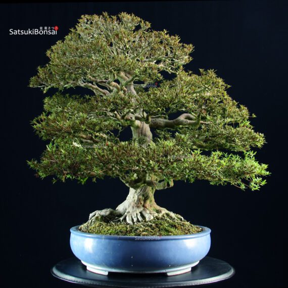 Azalea Satsuki KINSAI - immagine 3