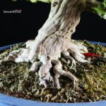 Azalea Satsuki KINSAI - immagine 6