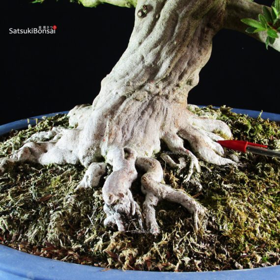 Azalea Satsuki KINSAI - immagine 6