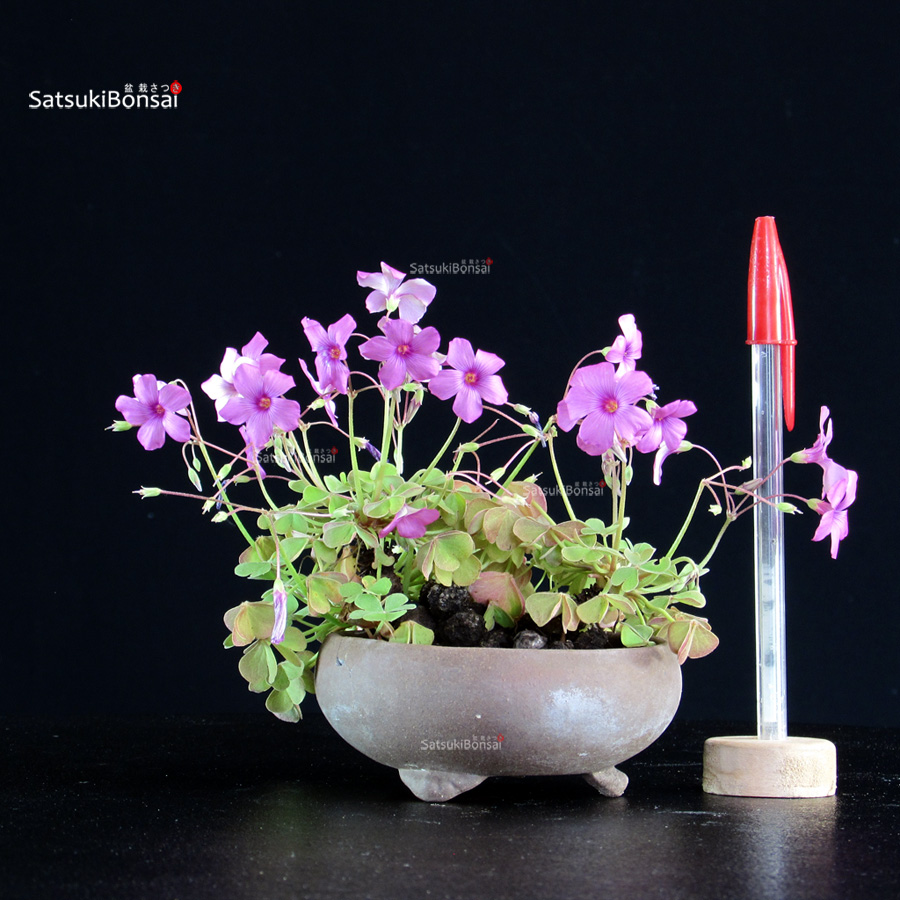 CV-25113_1-Oxalis Oxalis - immagine 1