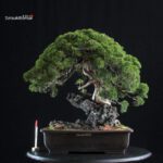 Juniperus Chinensis Itoigawa Ishizuki