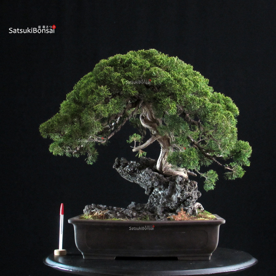 CV-26007_1-Juniperus itoigawa Juniperus Chinensis Itoigawa Ishizuki - immagine 1