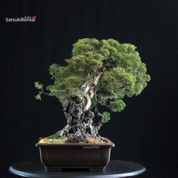 Juniperus Chinensis Itoigawa Ishizuki - immagine 4