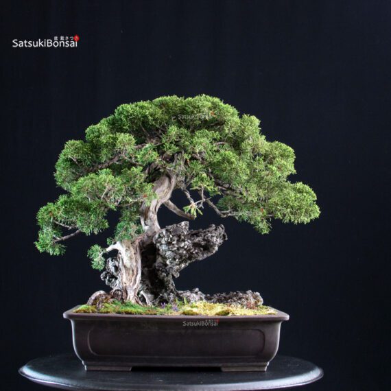 Juniperus Chinensis Itoigawa Ishizuki - immagine 3