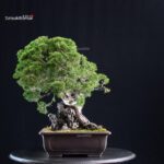 Juniperus Chinensis Itoigawa Ishizuki - immagine 2