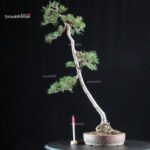 Pinus Sylvestris - Pino silvestre yamadori