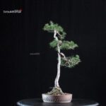 Pinus Sylvestris - Pino silvestre yamadori - immagine 4