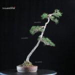 Pinus Sylvestris - Pino silvestre yamadori - immagine 3