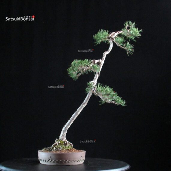 Pinus Sylvestris - Pino silvestre yamadori - immagine 3