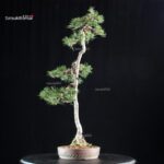 Pinus Sylvestris - Pino silvestre yamadori - immagine 2