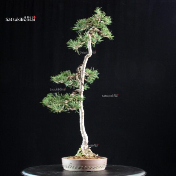 Pinus Sylvestris - Pino silvestre yamadori - immagine 2