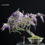 Glicine - Wisteria Sinensis
