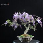 Glicine - Wisteria Sinensis - immagine 3
