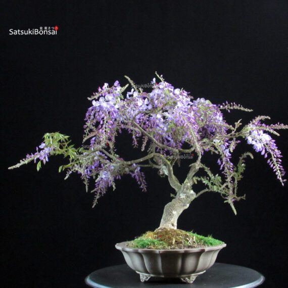 Glicine - Wisteria Sinensis - immagine 3