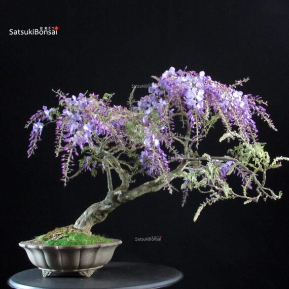Glicine - Wisteria Sinensis - immagine 4