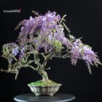 Glicine - Wisteria Sinensis - immagine 5