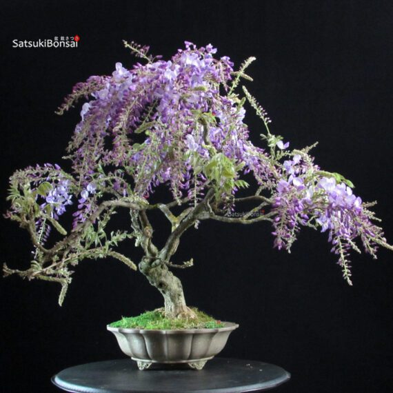 Glicine - Wisteria Sinensis - immagine 5