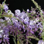 Glicine - Wisteria Sinensis - immagine 6