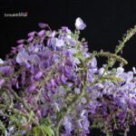 Glicine - Wisteria Sinensis - immagine 2