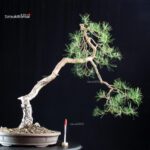 Pinus Sylvestris - Pino silvestre yamadori