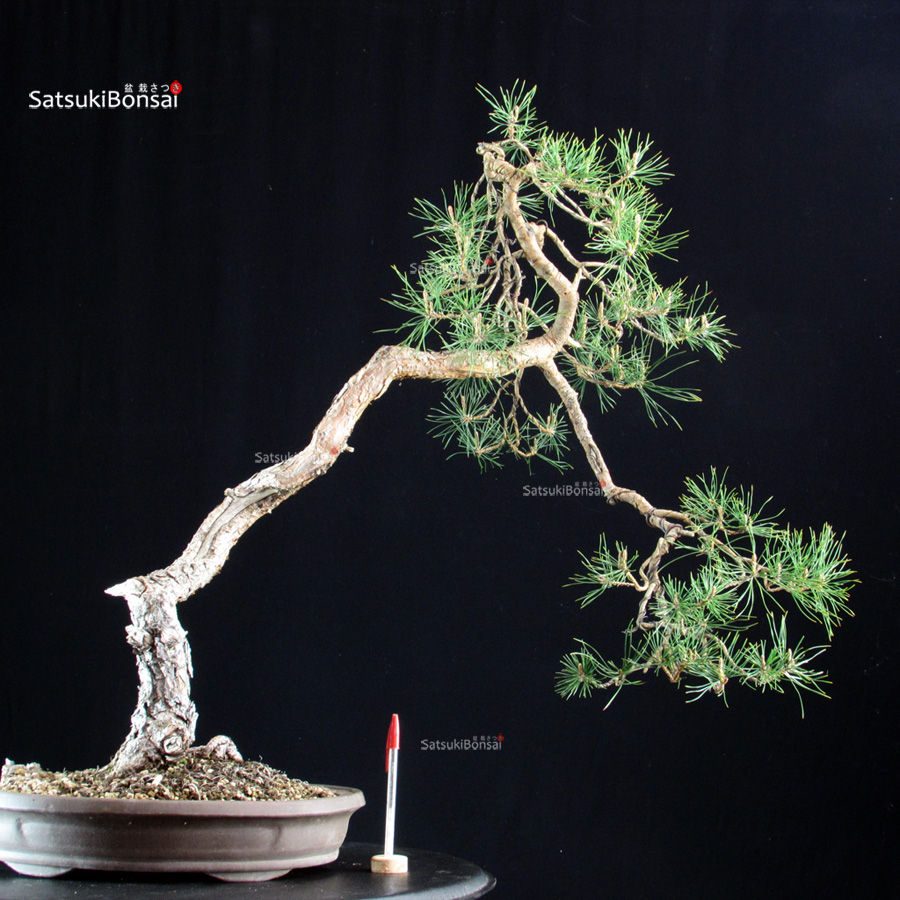 CV-26022_1-Pinus Sylvestris Pinus Sylvestris - Pino silvestre yamadori - immagine 1