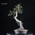 Pinus Sylvestris - Pino silvestre yamadori - immagine 4