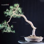 Pinus Sylvestris - Pino silvestre yamadori - immagine 3
