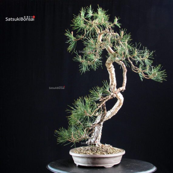 Pinus Sylvestris - Pino silvestre yamadori - immagine 2