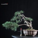 Pinus Sylvestris - Pino silvestre yamadori