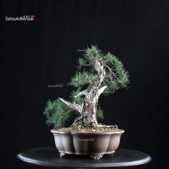 Pinus Sylvestris - Pino silvestre yamadori - immagine 4
