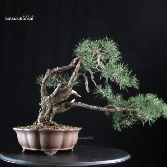 Pinus Sylvestris - Pino silvestre yamadori - immagine 3