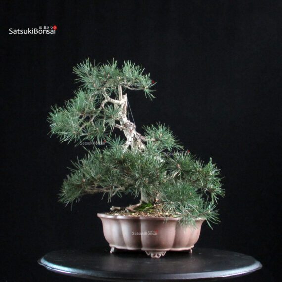 Pinus Sylvestris - Pino silvestre yamadori - immagine 2