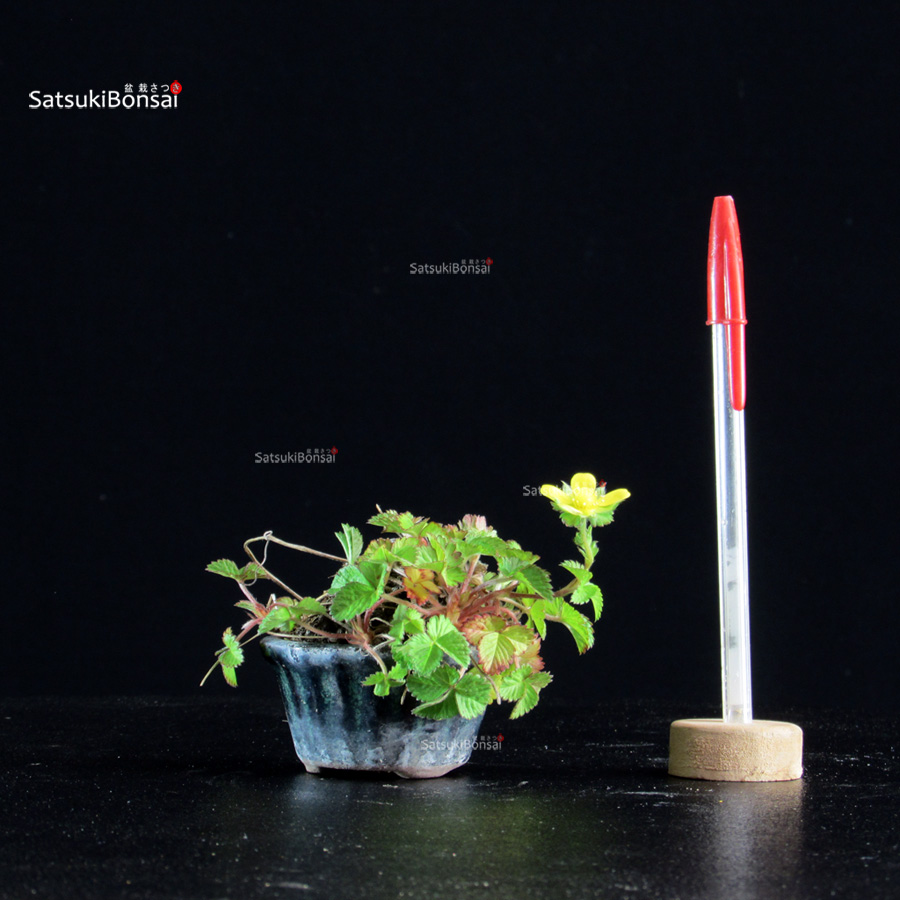 CV-26025-Potentilla indica Potentilla Indica - Falsa fragolina - immagine 1