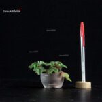 Fragaria vesca - Fragolina