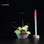 Saxifraga Stolonifera