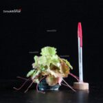 Saxifraga Stolonifera