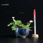 Fragaria vesca - Fragolina