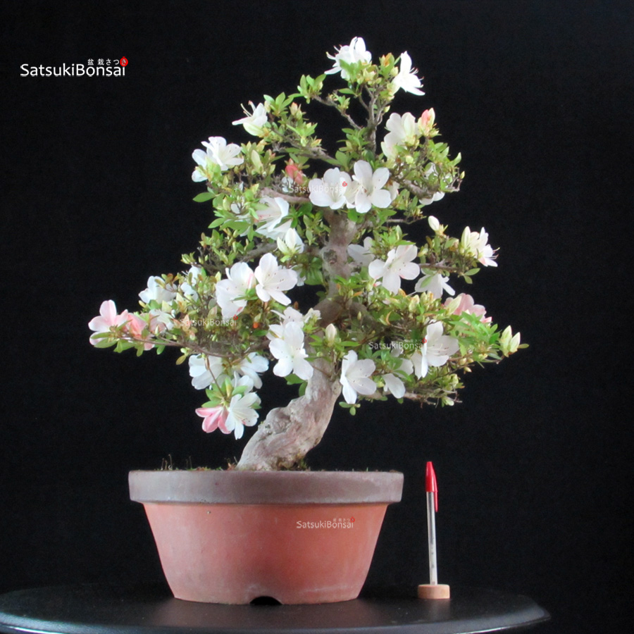 5335_1-Satsuki Nishiki no tsuki Azalea Satsuki Nishiki no Tsuki - immagine 1