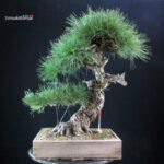 Pinus Thunbergii Kuromatsu