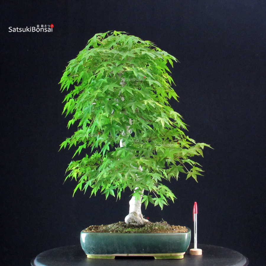 5689_1-Acer-palmatum-yamamomiji Acero Palmato Yamamomiji - immagine 1