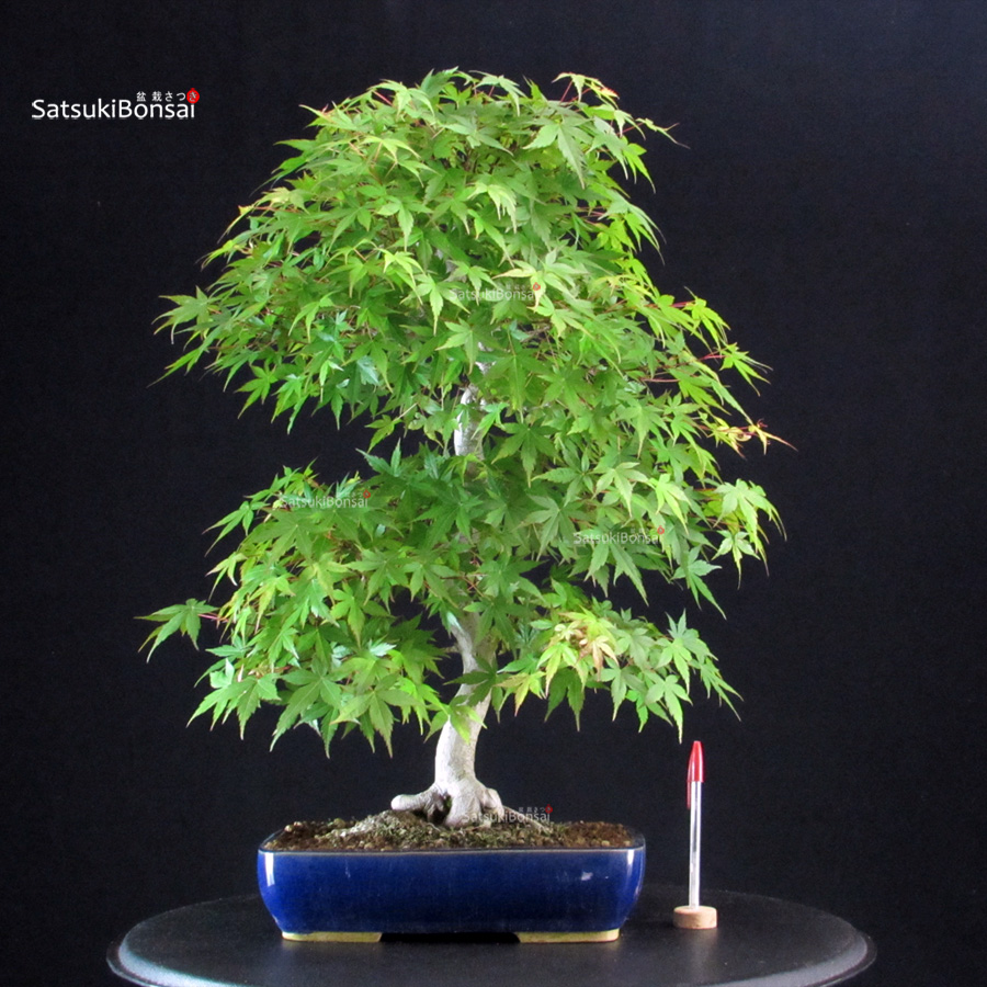 5691_1-Acer-palmatum-yamamomiji Acero Palmato Yamamomiji - immagine 1