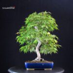 Acero Palmato Yamamomiji - immagine 3