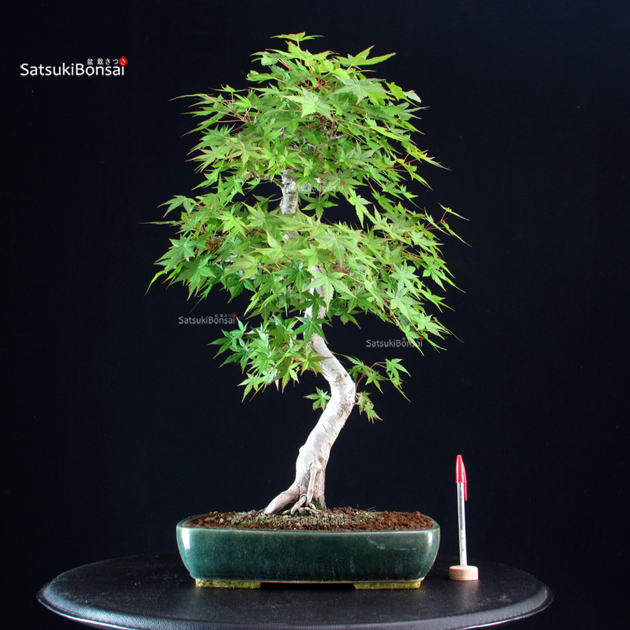 5692_1-Acer-palmatum-yamamomiji Acero Palmato Yamamomiji - immagine 1